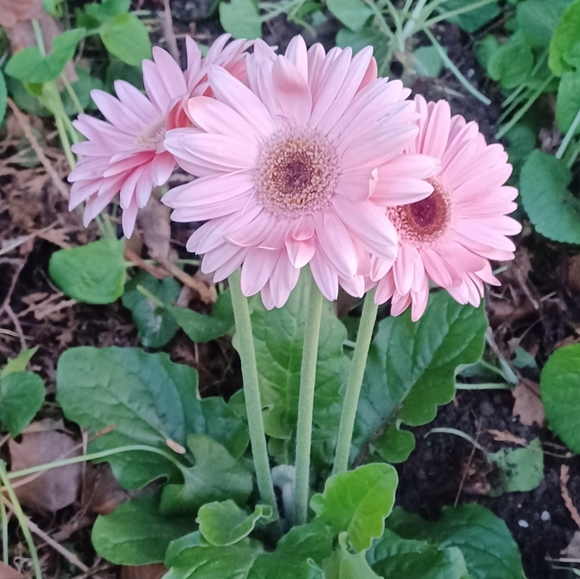 Meet your Posher, Juliana - Picture 2 of 3